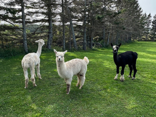 alpacas-1280