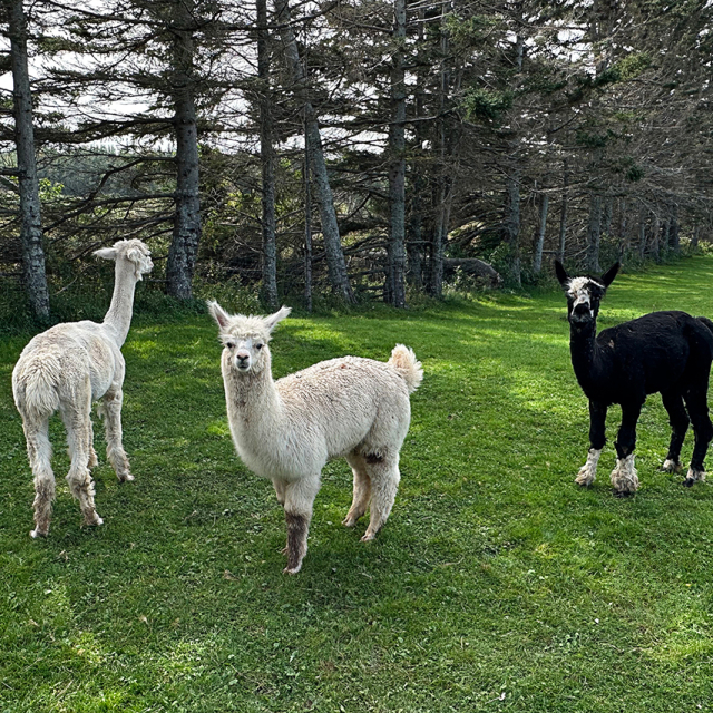 alpacas-1280